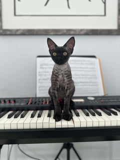 Previous Litter - Black Smoke Available Now Charming Devon Rex Kittens