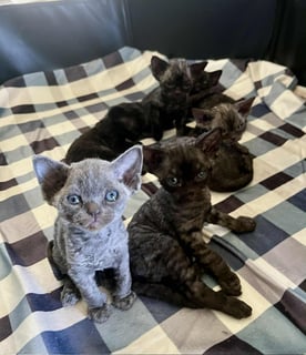 Available Now Charming Devon Rex Kittens