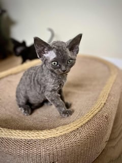 Available Now Charming Devon Rex Kittens