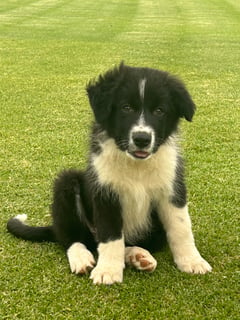 Available Now Purebred Border Collie Puppies