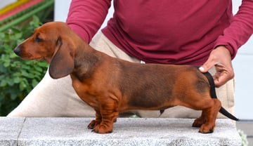 Available Now 12 Week Dachshund Male Puppy 