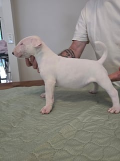 Available Now Bull Terrier puppies
