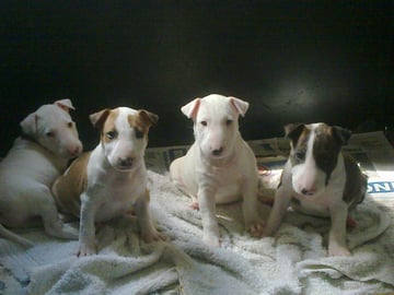 Available Soon Bull Terrier puppies