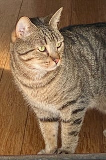 For Adoption Baron - Tabby Tiger