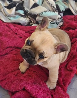 Available Soon French bulldog Puppy