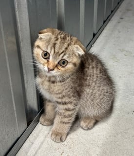 Available Now Scottish Fold and Scottish Shorthair Kittens