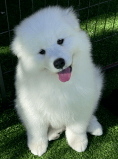 Available Now Male Samoyed puppy 