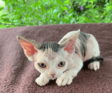 Available Soon Devon Rex kittens 