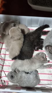 Available Now British Shorthair Kittens