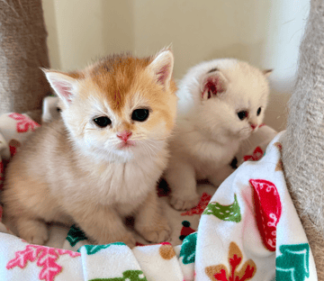 Available Now Litter G2 - British Shorthair Kitten