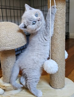 Available Now Reserve Your Lilac Tortie Gem: A British Shorthair Kitten Like No Other 