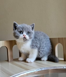 Available Now Reserve Your Elegant Blue Bi-Colour British Shorthair Beauty 