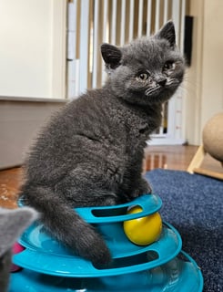 Available Now Graceful Blue British Shorthair Kitten: A Perfect Blend of Beauty and Affection