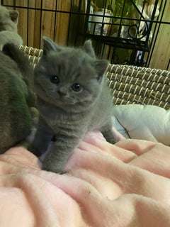 Available Now Britishshorthair kittens