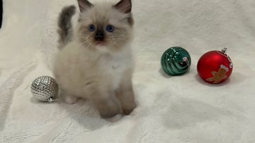 Available Soon Ragdoll Kittens 