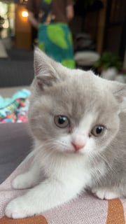 Available Now BRITISH SHORTHAIR MALE  & FEMALE KITTENS 