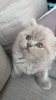 Available Now British SHORTHAIR MALE Kittten Desexed