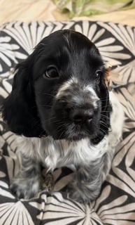 Available Soon Cocker Spaniel Puppies - Purebred ANKC Registered