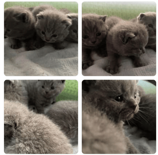 Available Soon British Shorthair kittens