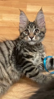 Available Soon Maine Coon Kittens - Female