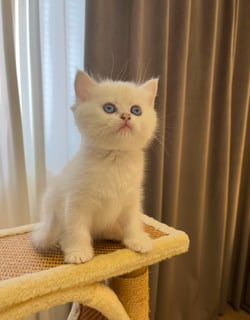 Available Soon British Shorthair Kitten - Male