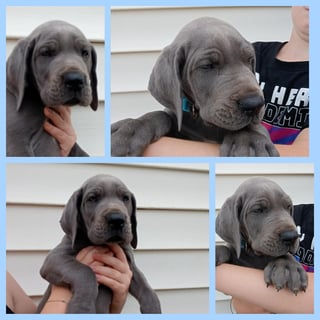 Available Now PEDIGREE BLUE DANE PUPPIES MALE