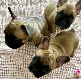 Available Now ANKC French Bulldog 