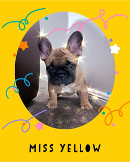 Available Now ANKC French Bulldog 