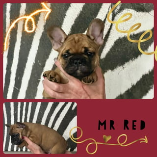 Available Now ANKC French Bulldog 