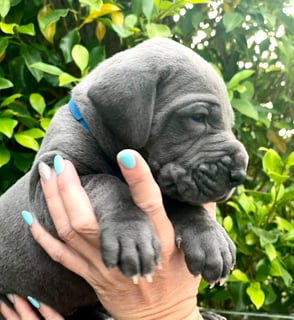 Available Now Great Dane Puppies- Blue- European Bloodlines