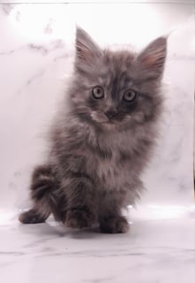 Available Now Maine Coon kittens 
