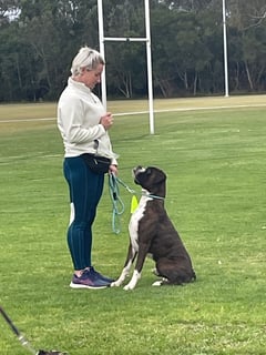 Available Now Pickles - Male Boxer