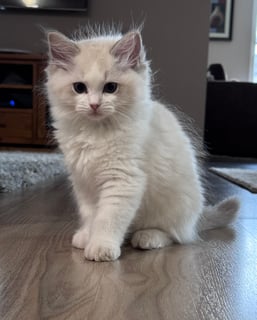 Available Now Blue Tabby Bicolour Ragdoll Kittens 