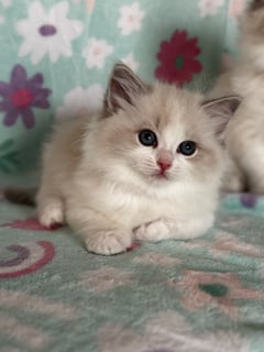 Available Now Blue Tabby Bicolour Ragdoll Kittens 