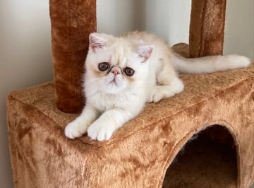 Available Soon Exotic shorthair kittens 