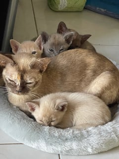 Available Soon Pure breed Burmese Kittens