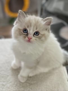 Available Soon Pedigree  Ragdoll Kittens 