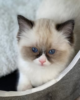 Available Now Pedigree  Ragdoll Kittens 