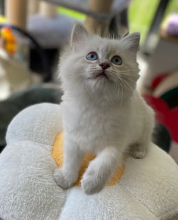 Available Now Pedigree  Ragdoll Kittens 