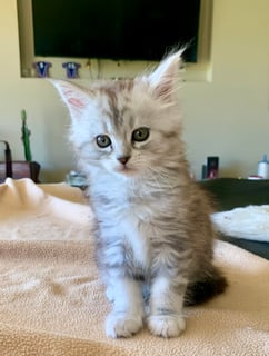 For Adoption Perfect Female Maine Coon kittens