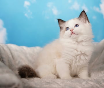 Available Now Seal Bi Color Male Ragdoll