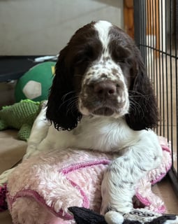 Available Now English Springer Spaniel Puppies