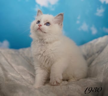 Available Now Blue Bi Color Male Ragdoll Kitten