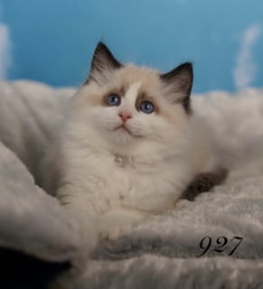 Available Soon Seal Bi Color Male Ragdoll Kitten 