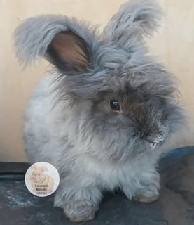 Available Now Purebred English Angora rabbits bunnies 