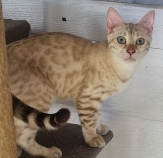 Available Now Pedigree Bengal Kittens 