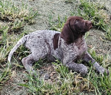 Available Now Pure Bred Female German Shorthaired Pointer