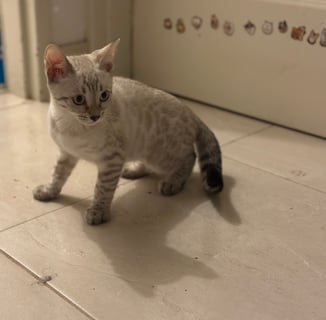 Available Now Snow bengal kitten is looking for a home