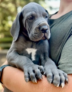 Available Now Great Dane Pup - Large MALE - BLUE 