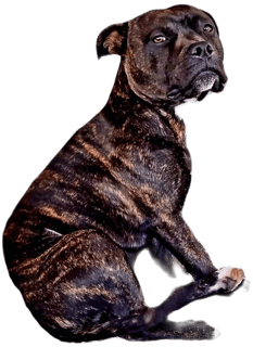 For Stud Rockinangel Staffords - Son of papa San AKA Ajax